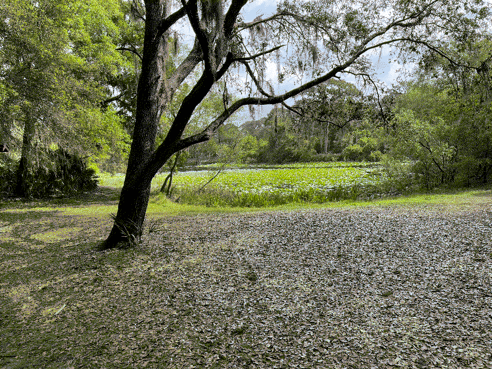 photo of park